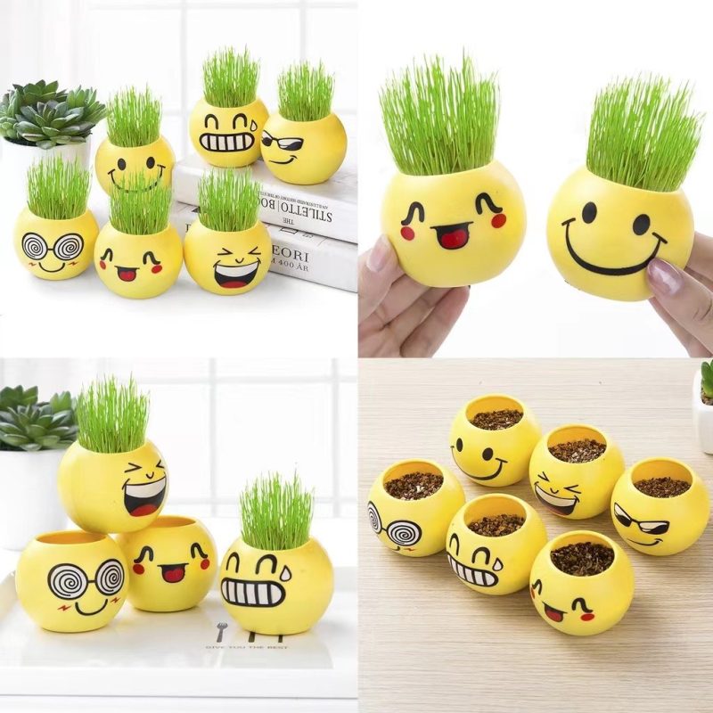 Grass Seeds Price In Bangladesh