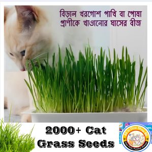 Natural Cat Grass Seeds Price in BD. Cat Grass Seeds Price In BD. All In One Shop BD